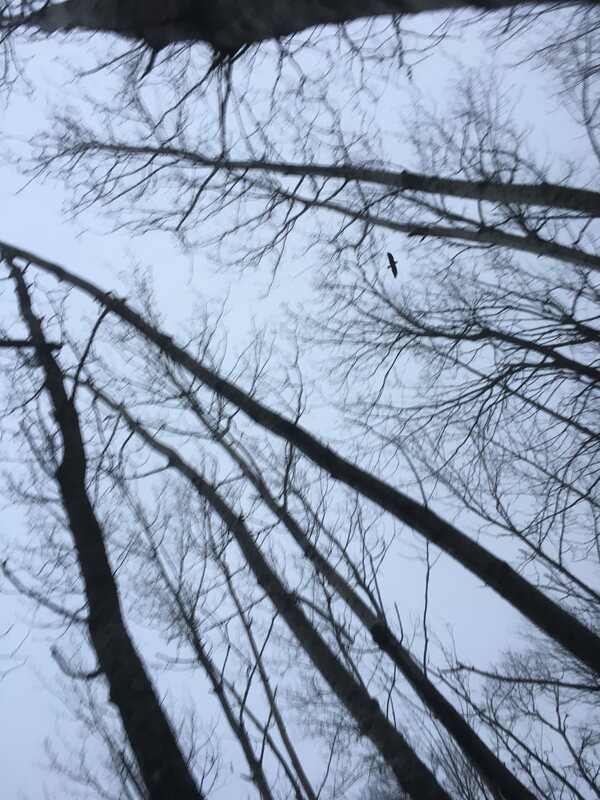 Bare winter branches against a pale sky, with a bird of prey in flight overhead. Kelliher, Minnesota, November 2019.